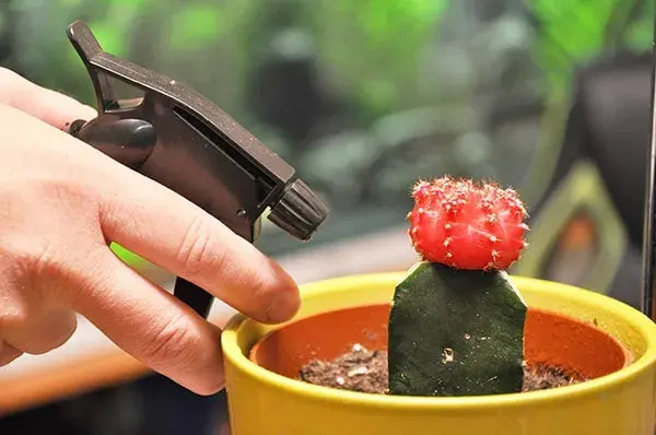Pulverizar planta